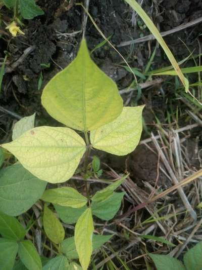 Iron Deficiency - Black & Green Gram