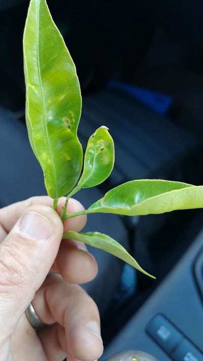 Boron Deficiency - Citrus