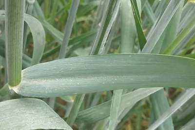 ডাউনি  মাইল্ডিউ - পেঁয়াজ
