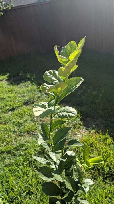 Spider Mites - Citrus