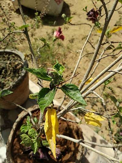 Mealybug - Capsicum & Chilli