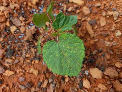 Gall Mite - Okra