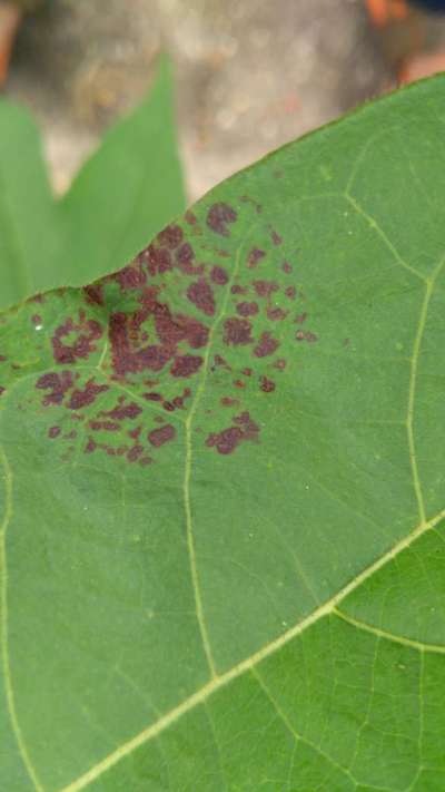 Bacterial Blight of Cotton - Cotton