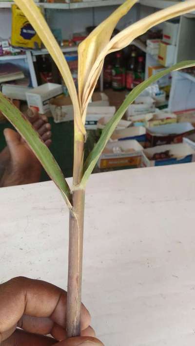 गन्ने का छिद्रक - गन्ना