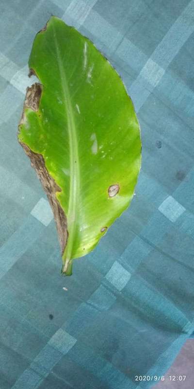 Leaf Blotch of Banana - Banana