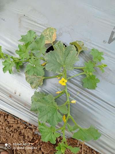 Leaf Miner Flies - Melon