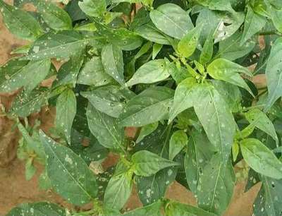 Flea Beetles - Capsicum & Chilli