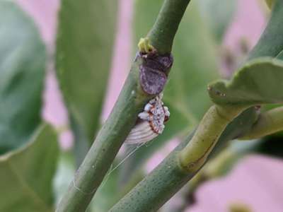 Cochinilla Acanalada - Cítricos