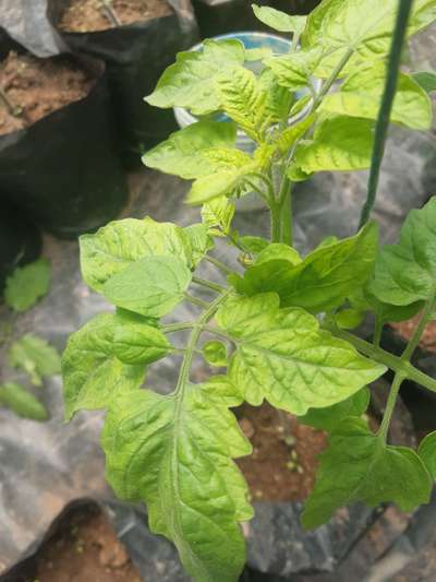 Deficiencia de nitrógeno - Tomate