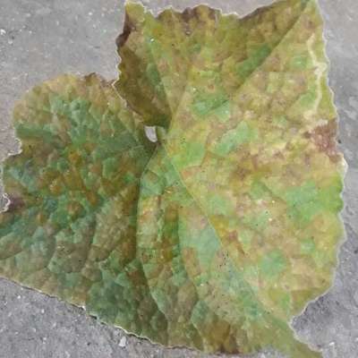 Downy Mildew of Cucurbits - الخيار