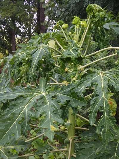 Papaya Leaf Curl Virus - Papaya