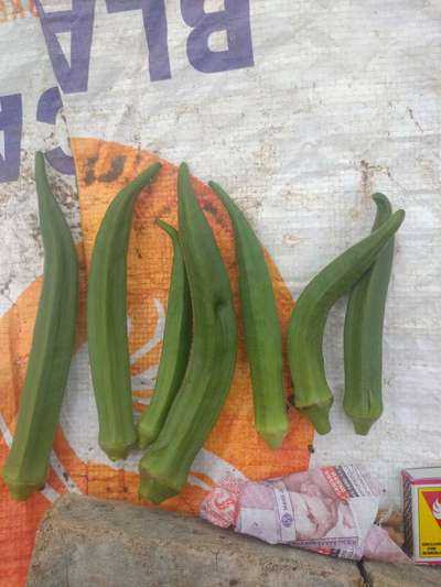 Boron Deficiency - Okra