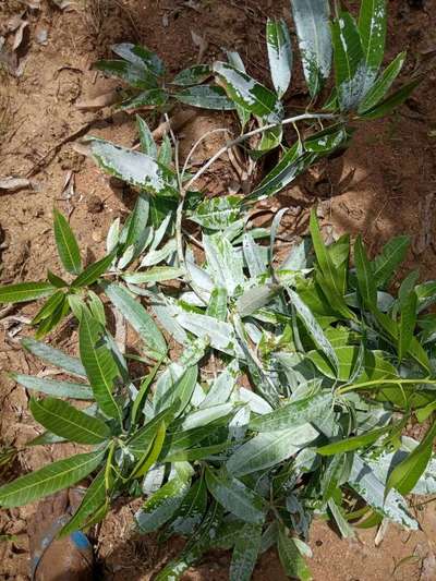 Powdery Mildew of Mango - Mango