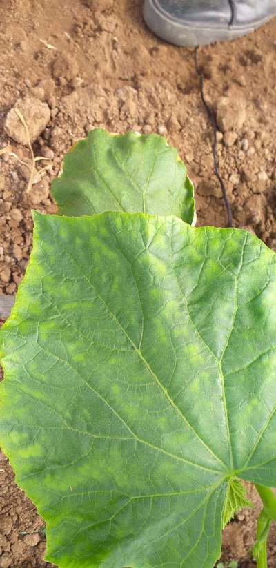 Powdery Mildew - Cucumber