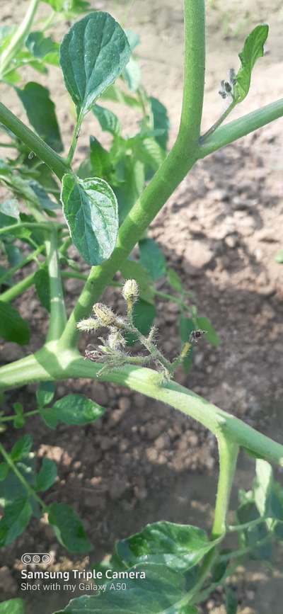 Botrytis Blight - Tomato