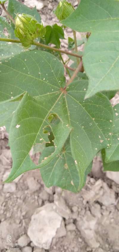 Pesticide Burn - Cotton