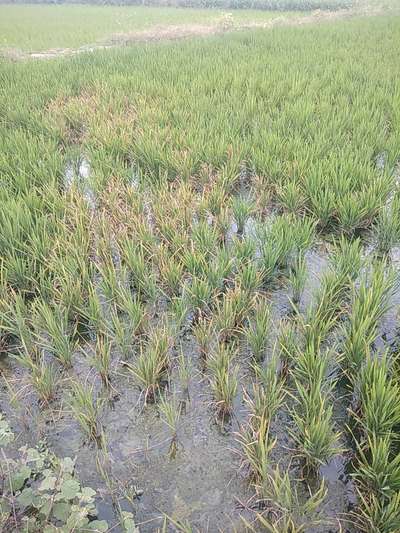 Iron Toxicity in Rice - Rice