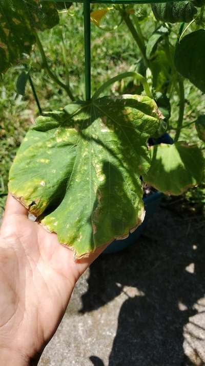 Gummy Stem Blight of Cucurbits - Grape