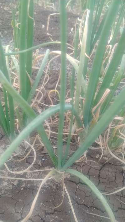 ಬೋರಾನ್ ಕೊರತೆ - ಈರುಳ್ಳಿ