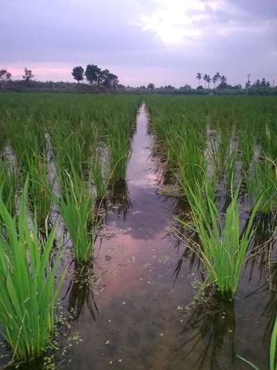 இலைச் சுருட்டுப் புழு - அரிசி