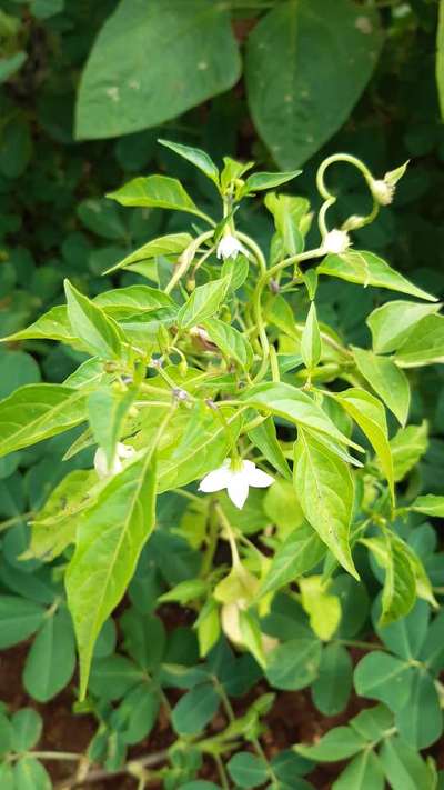 ಸಾರಜನಕ ಕೊರತೆ - ದಪ್ಪ ಮೆಣಸಿನಕಾಯಿ & ಮೆಣಸಿನಕಾಯಿ