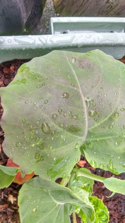 Phosphorus Deficiency - Cabbage