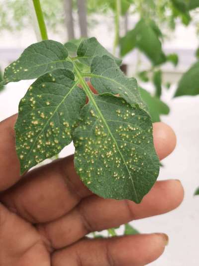 Angular Leaf Spot Disease - Tomato