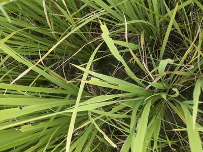 Short horned Grasshopper and Locust - Rice