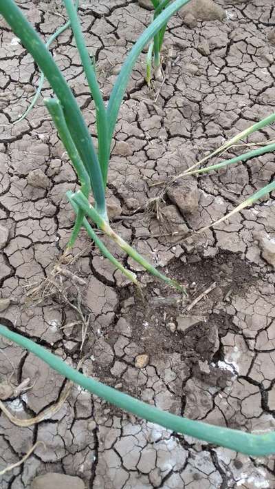 Purple Blotch of Onion - Onion