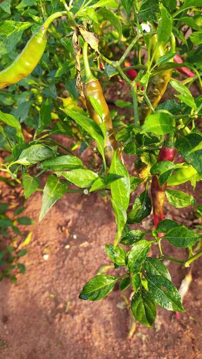 Sunburn - Capsicum & Chilli