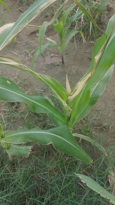 Banded Leaf and Sheath Blight - Maize