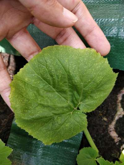 Spider Mites - Zucchini