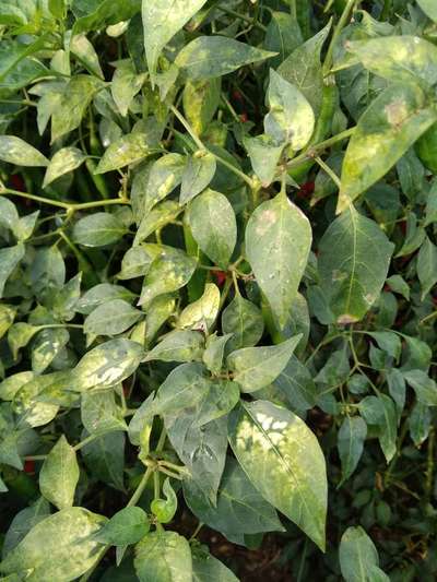 Cucumber Mosaic Virus of Pepper - Capsicum & Chilli