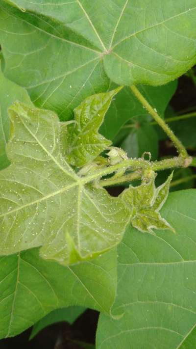 Aphids - Cotton