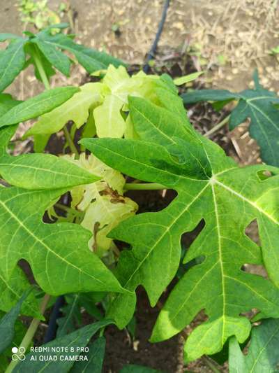 Herbicide Burn - Papaya