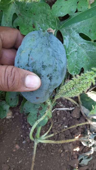 Boron Deficiency - Melon