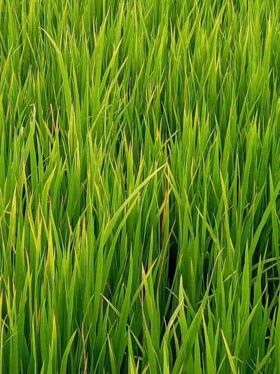 Leaf Scald of Rice - Rice