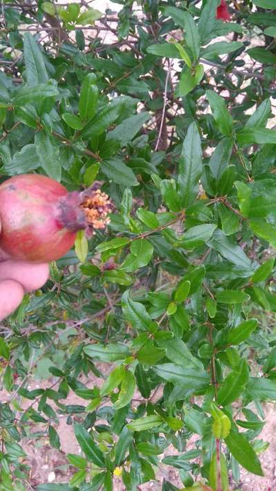 Bacterial Blight of Pomegranate - Pomegranate