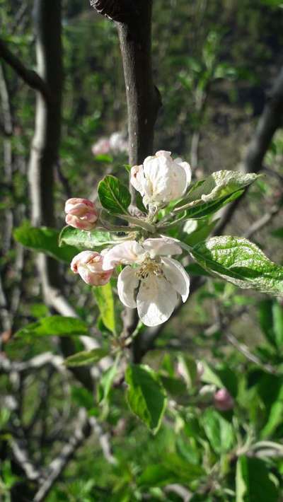 Western Plant Bug - Apple