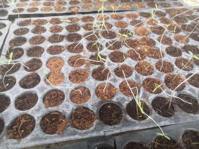 Damping-Off of Seedlings - Tomato