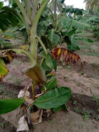 Panama Disease - Banana