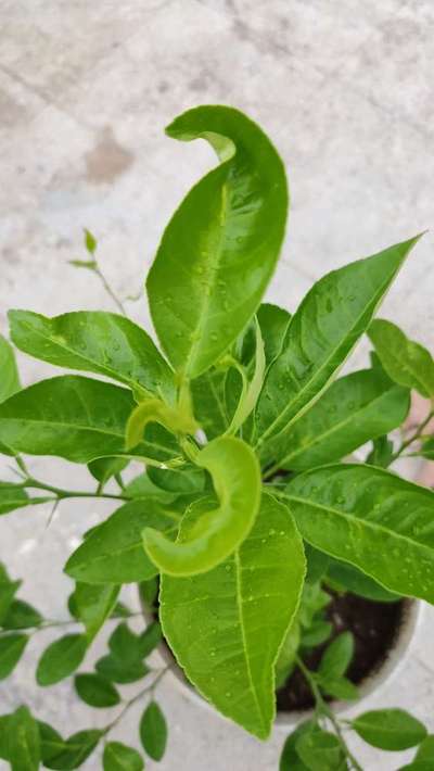 Boron Deficiency - Citrus