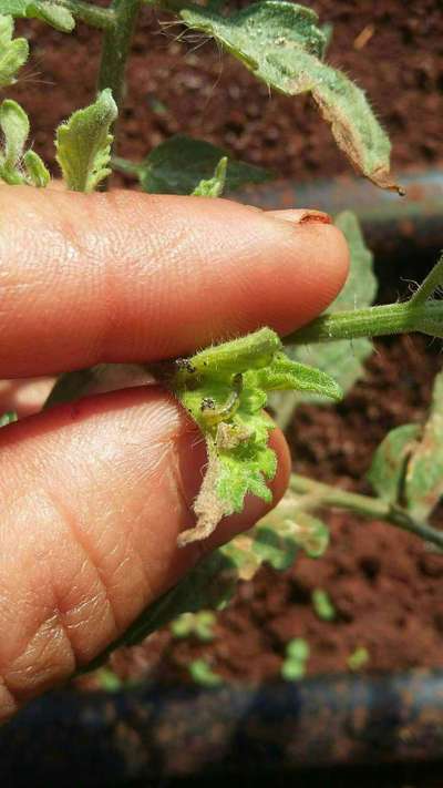 Traça do tomateiro - Tomate