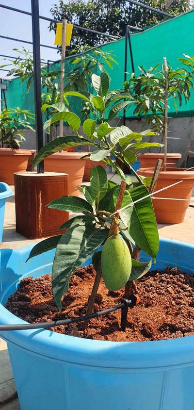 Bacterial Black Spot of Mango - Mango