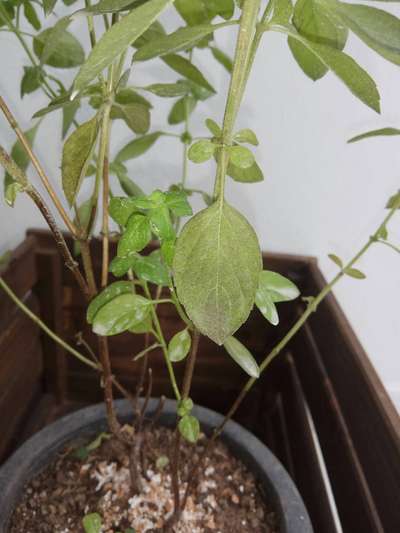 Phosphorus Deficiency - Capsicum & Chilli