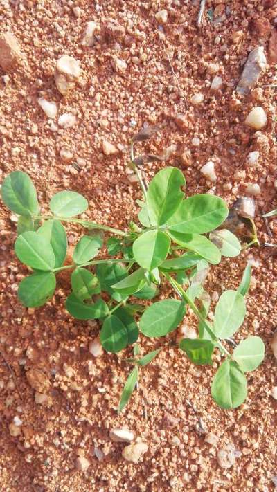 Ashy Stem Blight of Bean - Peanut