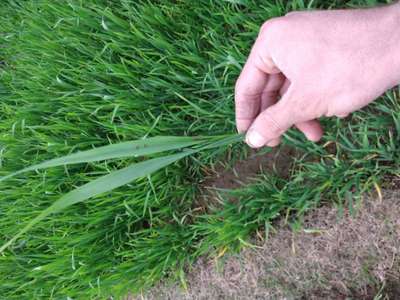 Potassium Deficiency - Wheat