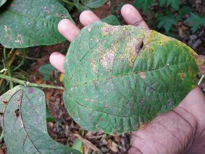 Flea Beetles - Bean