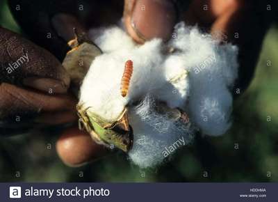 Pink Bollworm - Cotton