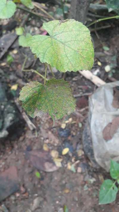 Spider Mites - Grape